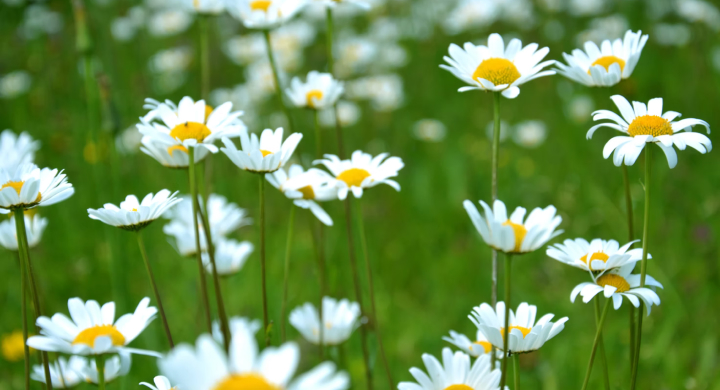 Banner của Khóa test mới