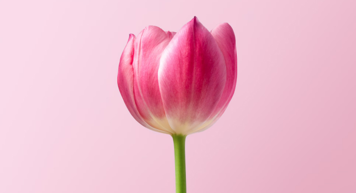 Nội dung trọng tâm chia số có hai chữ số cho số có một chữ số toán lớp 3