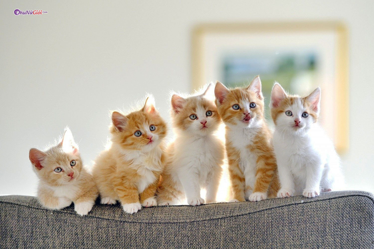 tiêu đề 2 parent connect